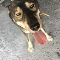 واگذاری سگ هاسکی|سگ|زرند, |دیوار