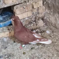 دم سفید ماده|پرنده|خرمشهر, |دیوار