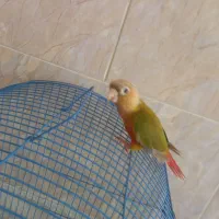 طوطی گرین چیک|پرنده|میناب, |دیوار