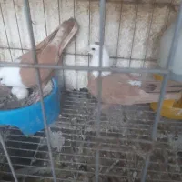 جفت نر ماده کله سفید|پرنده|بهبهان, |دیوار