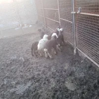 فروش گله بز وگوسفندد|حیوانات مزرعه|فاضل آباد, |دیوار