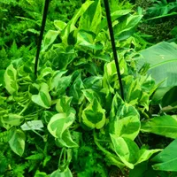 گل آپارتمانی پتوس|گل و گیاه طبیعی|تبریز, |دیوار