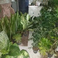 گل گیاه|گل و گیاه طبیعی|رودهن, |دیوار