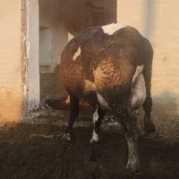 گاوشیری دودندان سرسفید با گوساله شرابی،بهترین نژاد|حیوانات مزرعه|ارومیه, |دیوار