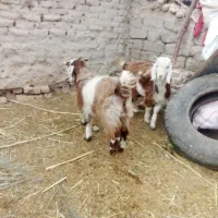 بره|حیوانات مزرعه|نیمروز, |دیوار