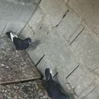 کبوتر شاه پر سفید