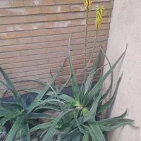 آلوئه ورا پر و بزرگ
