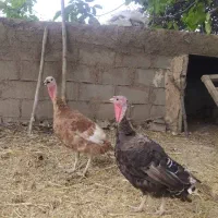 بوقلمون