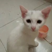 بچه گربه پرشین
