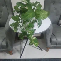 گل پتوس گلدان سرامیک