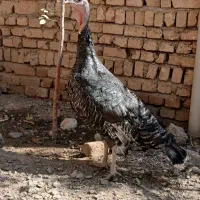 یک عدد بوقلمون   و تعدادی جوجه لاری زیر مرغی