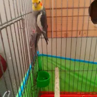 عروس هلندی سالم سرحال|پرنده|چهارباغ, |دیوار