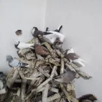 کفترخوشکل|پرنده|راور, |دیوار