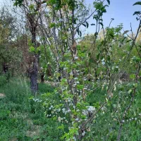 3600متر زمین زراعی