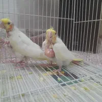 عروس هلندی