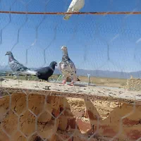 سار نر هوایی به شرط