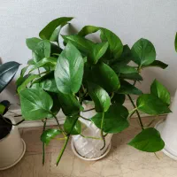 گل طبیعی آپارتمانی