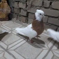 کفتر ، پرنده ، طوقی