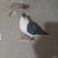 ۷عددکبوترپرشی|پرنده|اسفراین, |دیوار