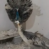 طاووس جوان نر و ماده