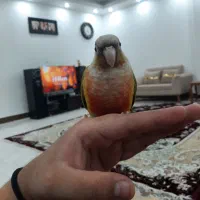 طوطی گرینچیک دستی|پرنده|گنبد کاووس, |دیوار