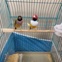 فنج گلدین جفت|پرنده|تبریز, |دیوار