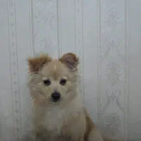 فروش سگ پامر