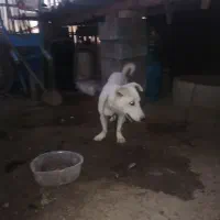 . پاکوتاه|سگ|گنبد کاووس, |دیوار