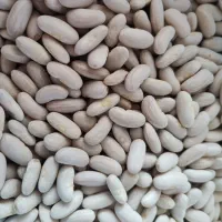 لوبیا|خوردنی و آشامیدنی|لنگرود, |دیوار