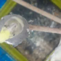 عروس هلندی|پرنده|پاکدشت, پاکدشت (مامازند)|دیوار