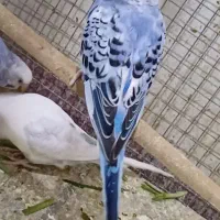 پرنده
