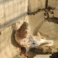 دم سفید دمبی طوقی چپ سفید|پرنده|باوی, |دیوار