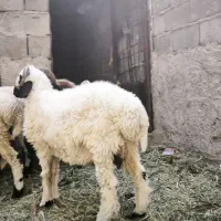 بره
