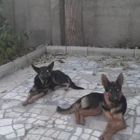 سگ ژرمن بلک و شپرد. واگذاری|سگ|کرج, فاز ۳ گوهردشت|دیوار