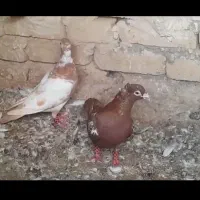 کارل کاکلی میوملز