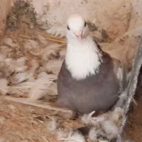 کبوتر طوقی بدونه غلط|پرنده|دهگلان, |دیوار