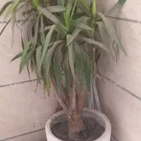 گل آپارتمانی و حیاطی|گل و گیاه طبیعی|تهران, نعمت‌آباد|دیوار