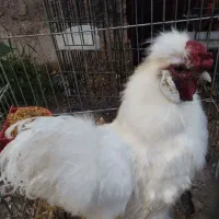 خروس ابریشمی