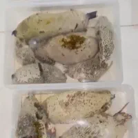 عسل طبیعی وحشی