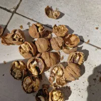 فروش گردوی تویسرکان