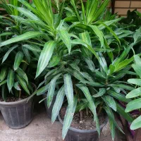 پیله موا، بنجامین امستل کینگ|گل و گیاه طبیعی|شیراز, شهرک والفجر|دیوار