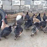 بوقلمون کوردی|حیوانات مزرعه|کامیاران, |دیوار