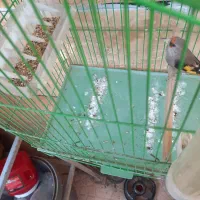 سهره سقا بافتی جوجه نر گل زده .ماده اماده
