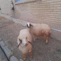 بره نر