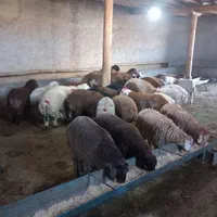 گوسفند زنده پرواری (بومهن)|حیوانات مزرعه|بومهن, |دیوار