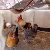 خروس محلی اصیل
