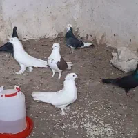 ۱۰ عدد کبوتر خوشگل