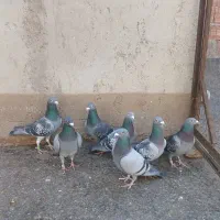 دبر مسافتی سرعتی