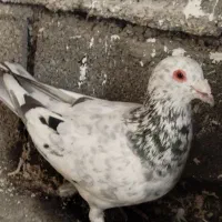 کفتر پلاکی|پرنده|کازرون, |دیوار