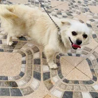 سگ نژاد اشپیتز نر خانگی